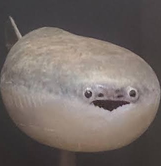 Live Sacabambaspis Reaction meme